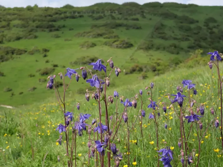 Photographie des Coteaux de Dannes-Camiers (Pas-de-Calais)
