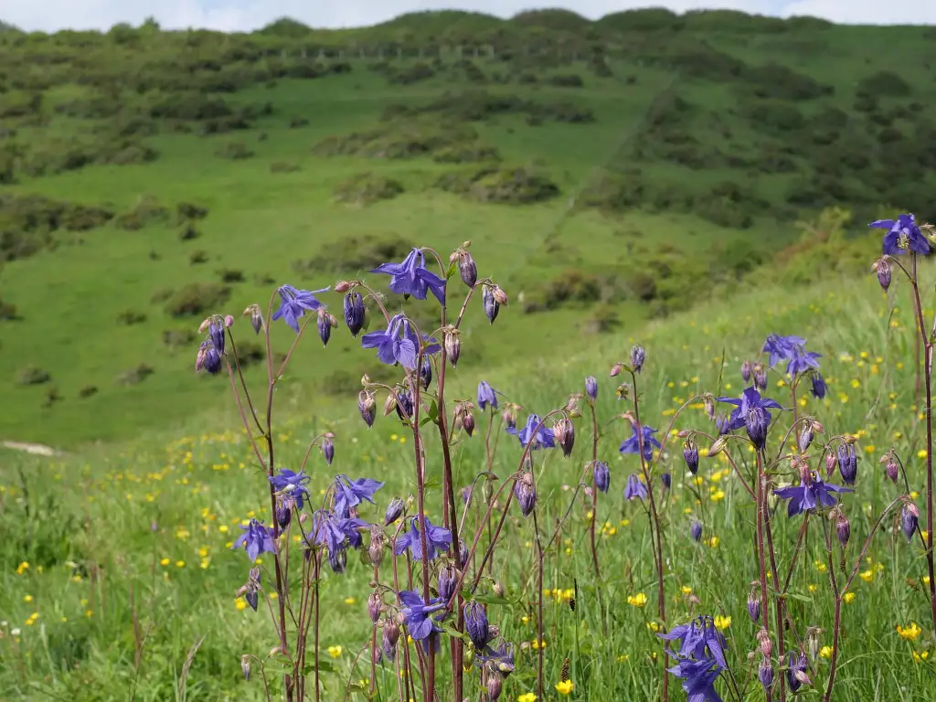 Coteaux et carrière de Dannes-Camiers