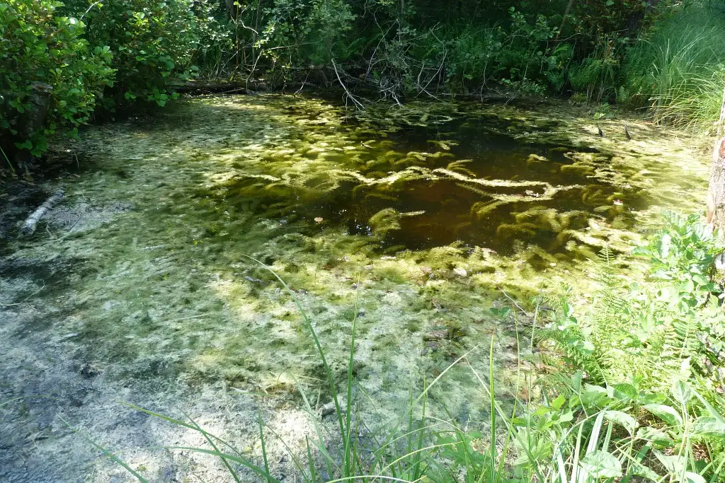Les Etangs de la Barette, Corbie_Vaux-sur-Somme / 11 / 15 Mare à utriculaire commune
