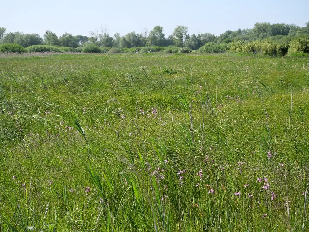 Les Marais d'Epagne-Epagnette (Somme)