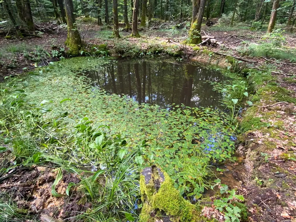 Les Pâtis, Chartèves (Aisne)