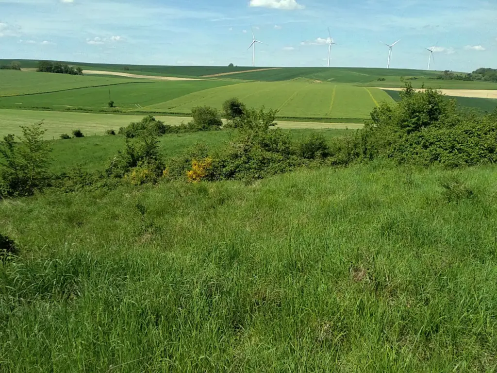 Les Pelouses de Bellefontaine, La Croix-sur-Ourcq (Aisne)