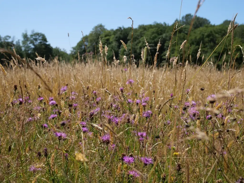 Les Prairies de Moustier-en-Fagne (Nord)