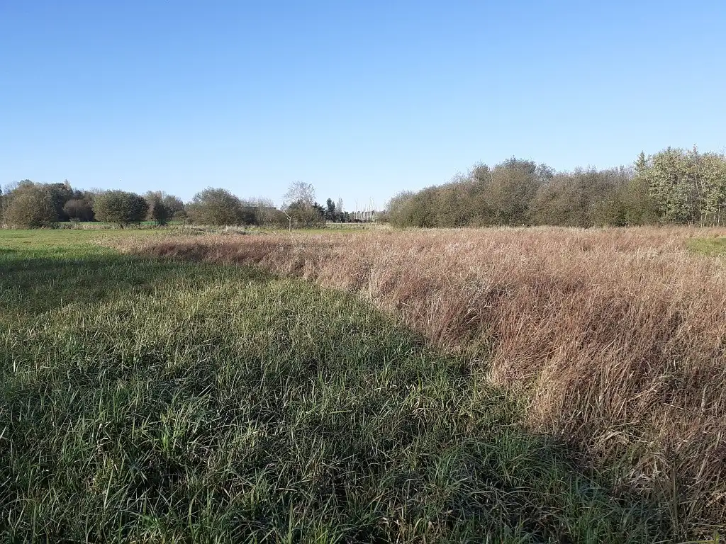 Les Prairies du fossé du Roy, Sassegnies-Berlaimont (Nord)