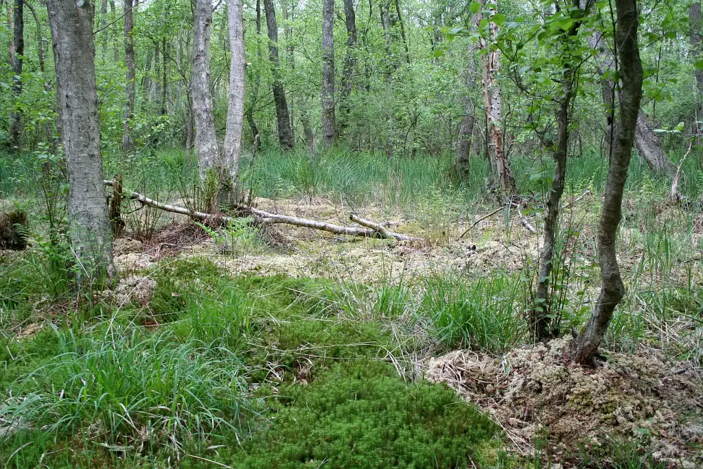 Les communaux, Saint-Paul (Oise)