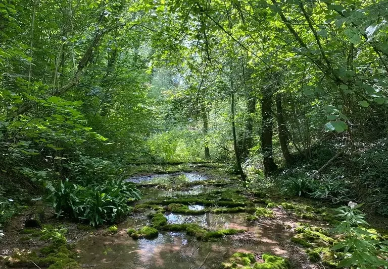 Les pelouses de Paissy (Aisne). Sources pétrifiantes