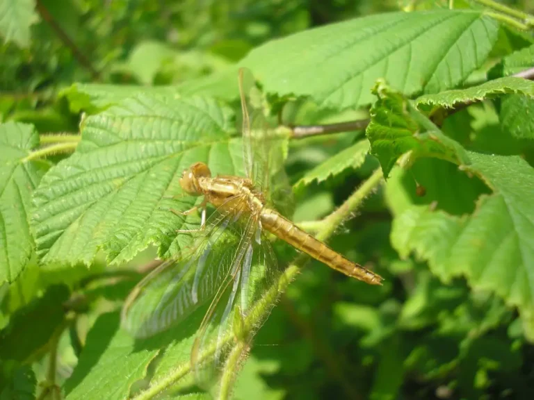 Photographie rapprochée de la Libellule écarlate (Crocothemis erythraea)