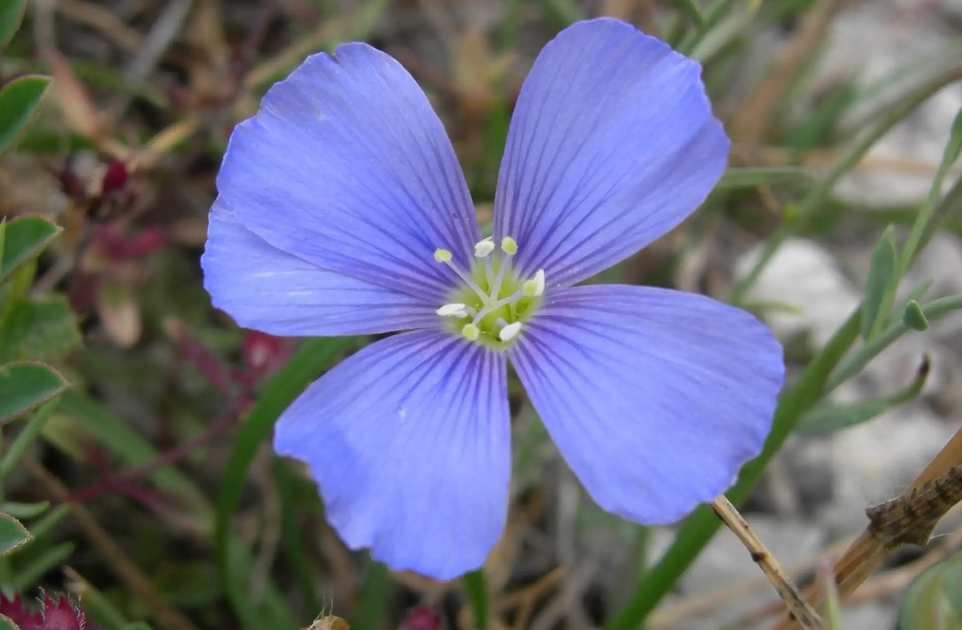 Linum leonii