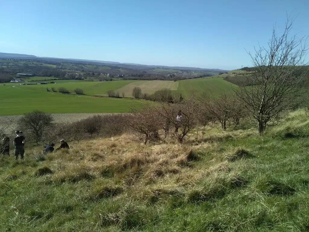 Photographie d'un chantier nature du CEN Hauts de France à la de Cote Butel, à Longueville dans le Pas-de-Calais. Animation abattages et travaux de gestion des indésirables
