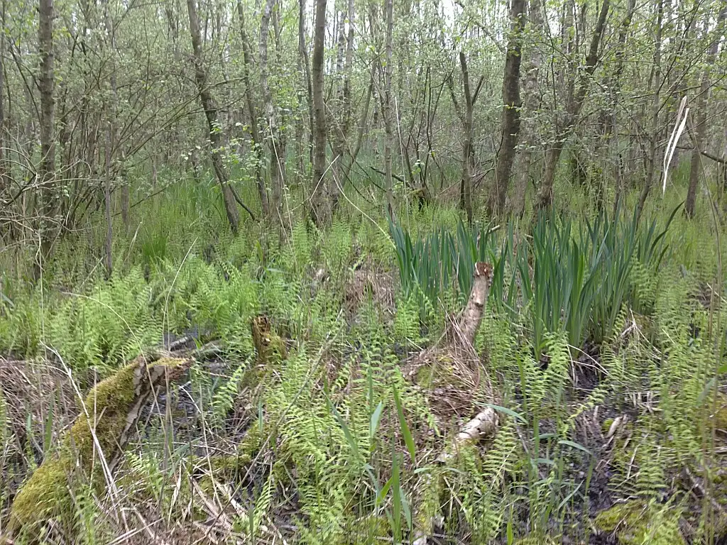 Marais Duno, Bray-lès-Mareuil (Somme)