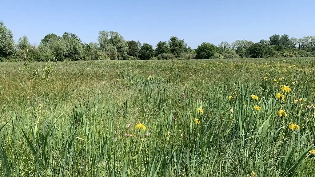 Marais communal de Morcourt (Somme)