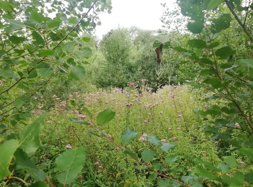Marais d'Ars, Cambronne-lès-Clermont (Oise)
