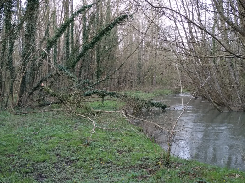 Marais de Aulnes, Monchel-sur-Canche (Pas-de-Calais)