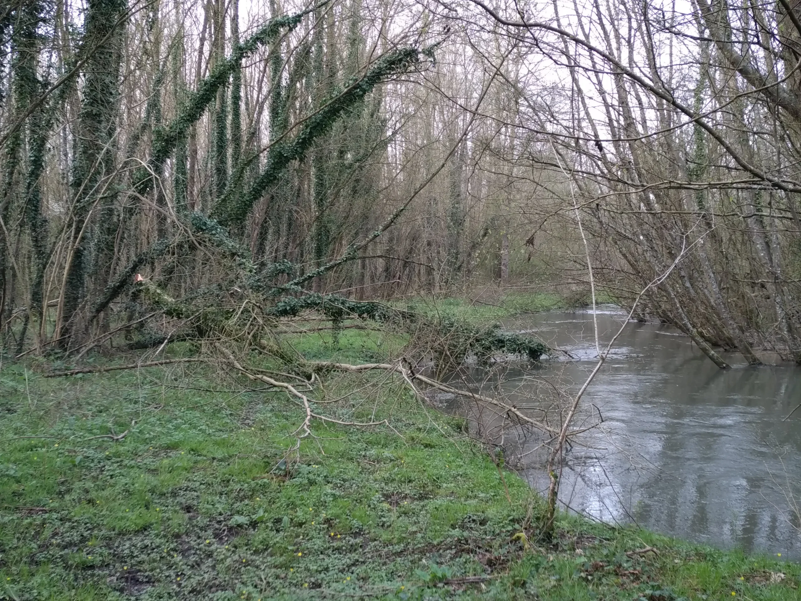 Marais de Aulnes, Monchel-sur-Canche (Pas-de-Calais)