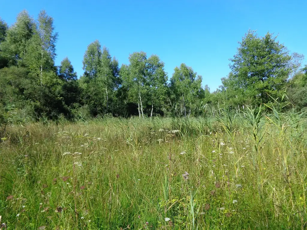 Photographie du paysage fleuri du Marais de Branges, Arcy-Sainte-Restitue (Aisne). Milieu naturel humide.