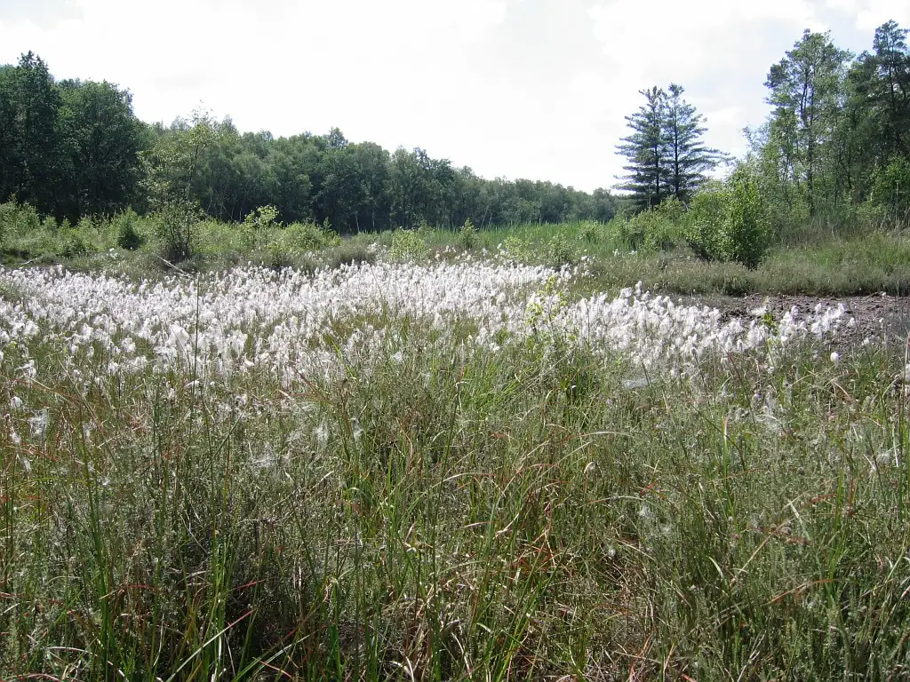 Marais de Comporté, Urcel (Aisne)