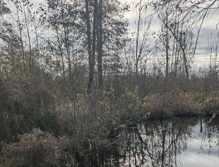 Marais de Féchain, Aubigny-au-Bac (Nord)