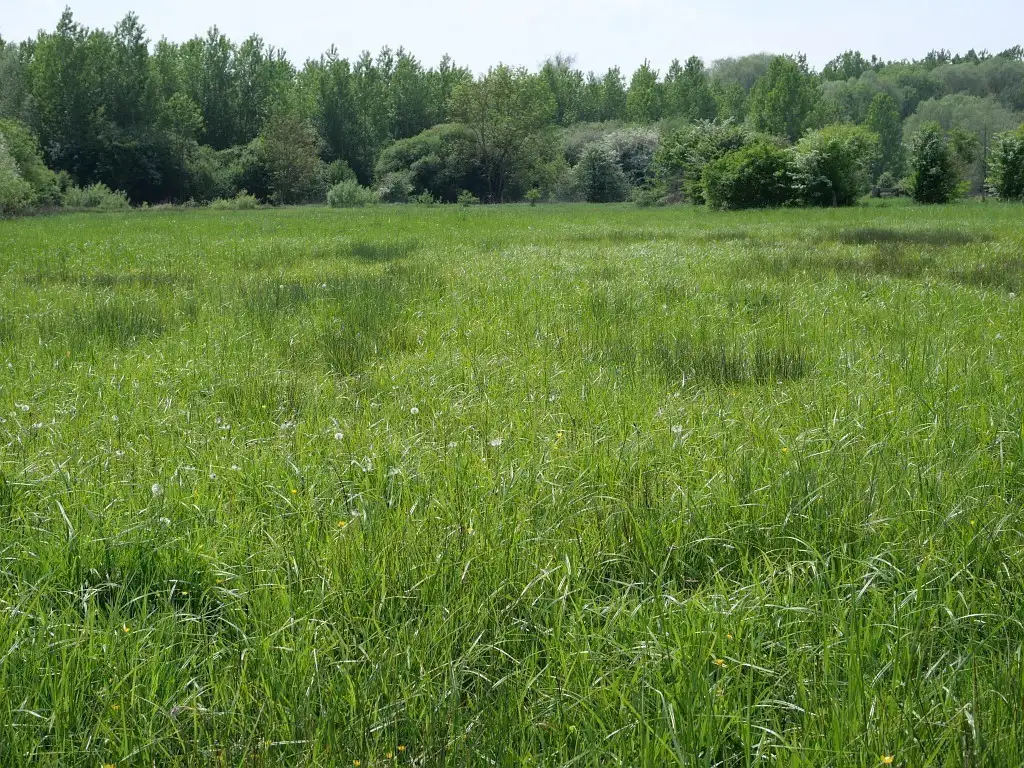 Marais de Flixecourt (Somme)