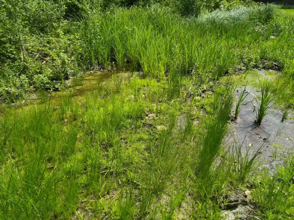 Marais des Aulnes, Pasly (Oise)