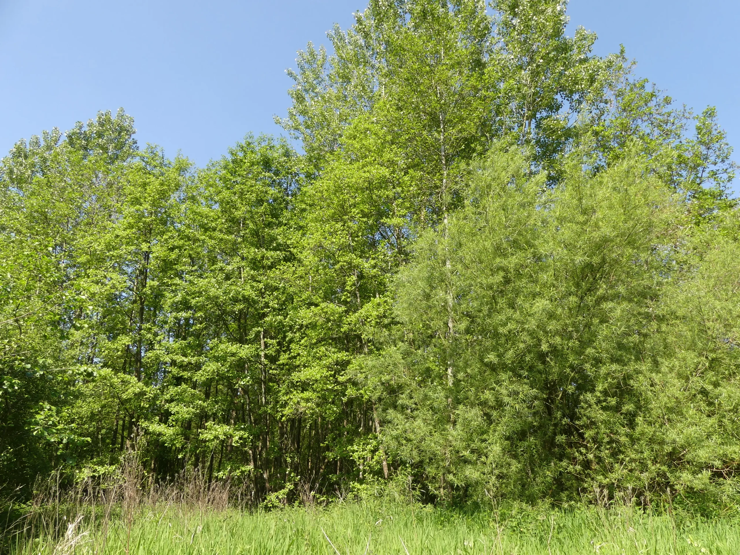 Marais des Courbes, Grigny (Pas-de-Calais)