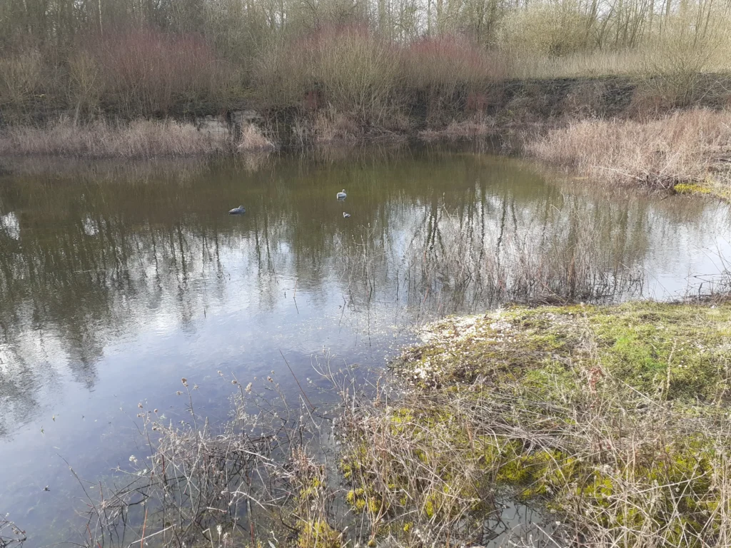 Marais des Grandes prairies, Fresnes-sur-Escaut (Nord)
