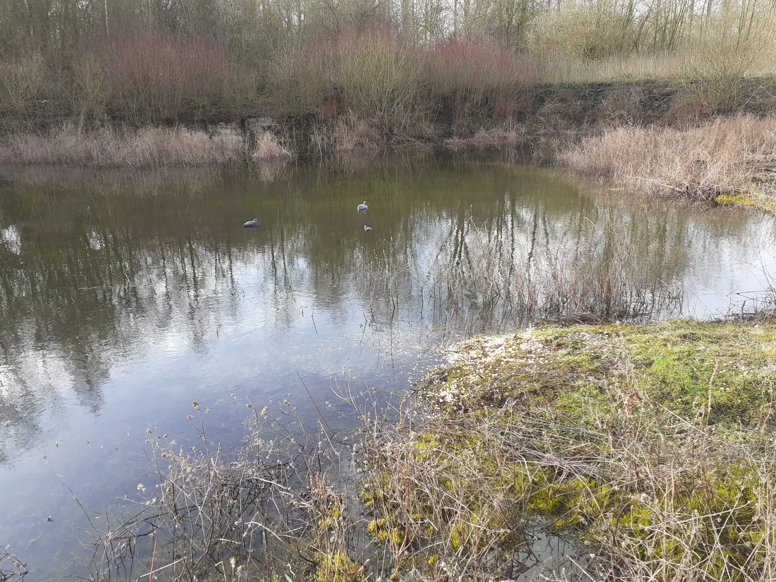 Marais des Grandes prairies, Fresnes-sur-Escaut (Nord)