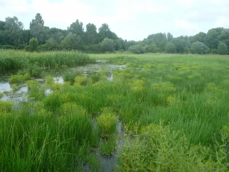 Photographie du Marais des Halles de Péronne (Somme). Milieu naturel humide