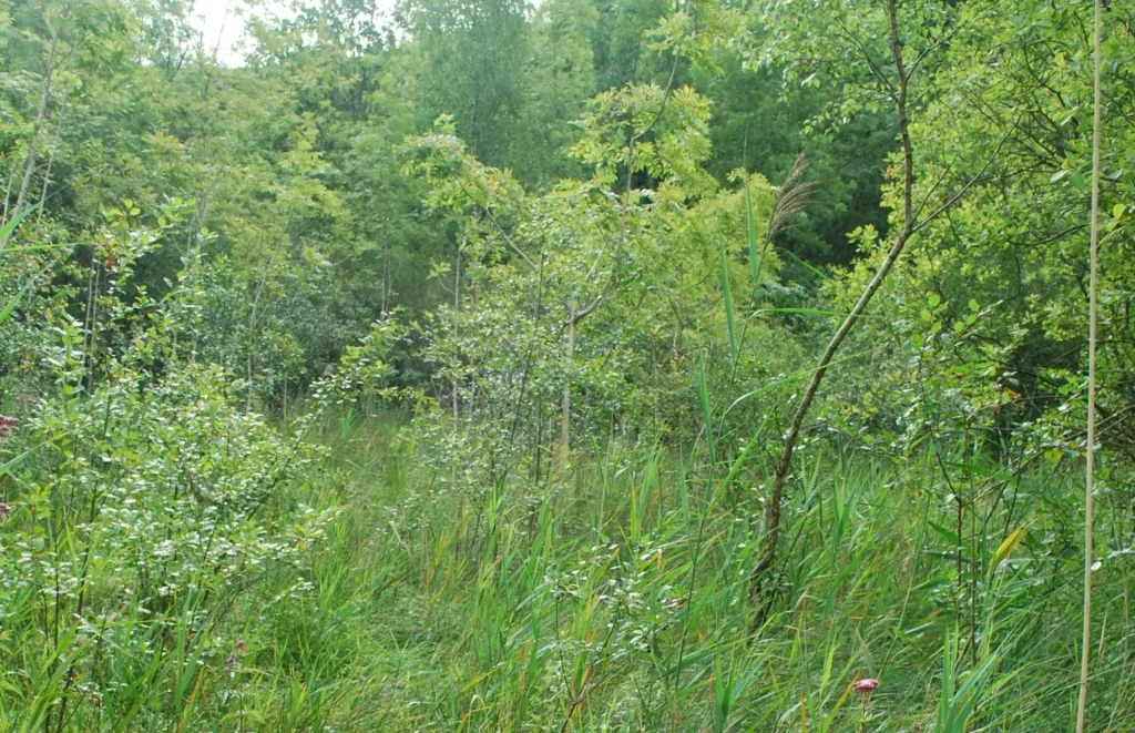 Marais des Hautes Vignelles, Festieux (Aines)