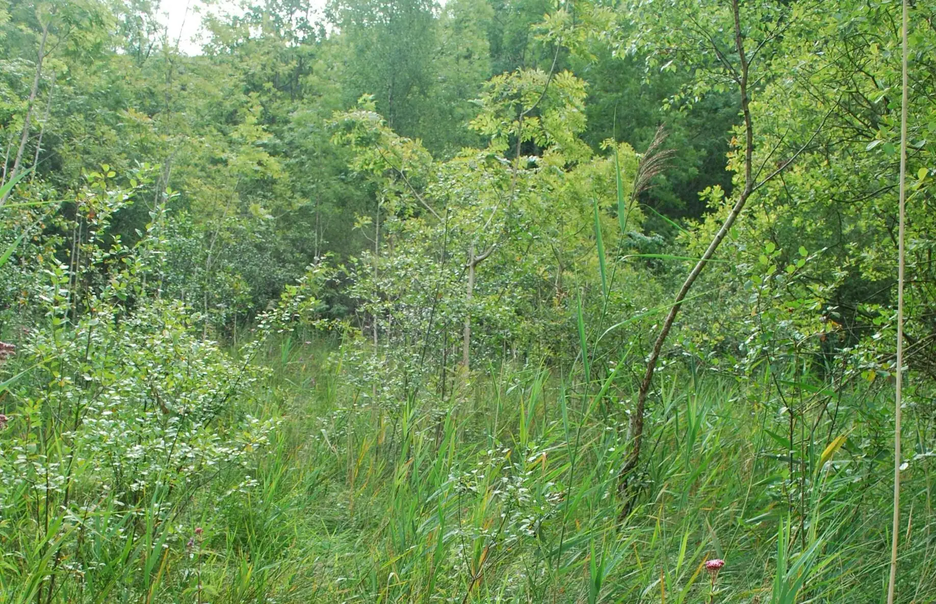 Marais des Hautes Vignelles, Festieux (Aines)