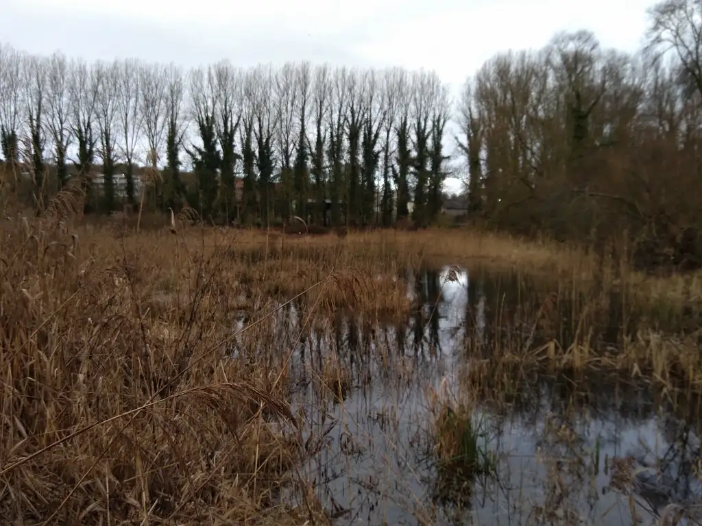 Marais du Paraclet, Fouencamps (Somme)