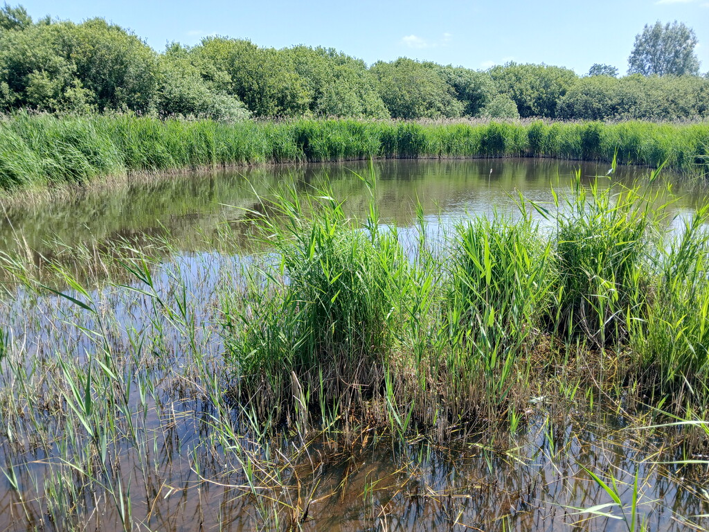 Mare du Petit Vivier - Marais du Pendé, Villers-sous-Authie/Nampont