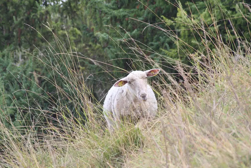 Mouton pâturage Les Larris de Villers-sous-Ailly à Bouchon (Somme)