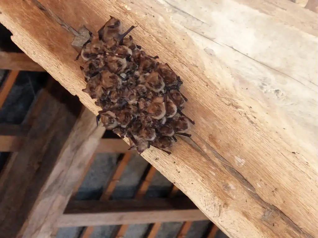 Chauves-souris Murins à oreilles échancrées (Myotis emarginatus)