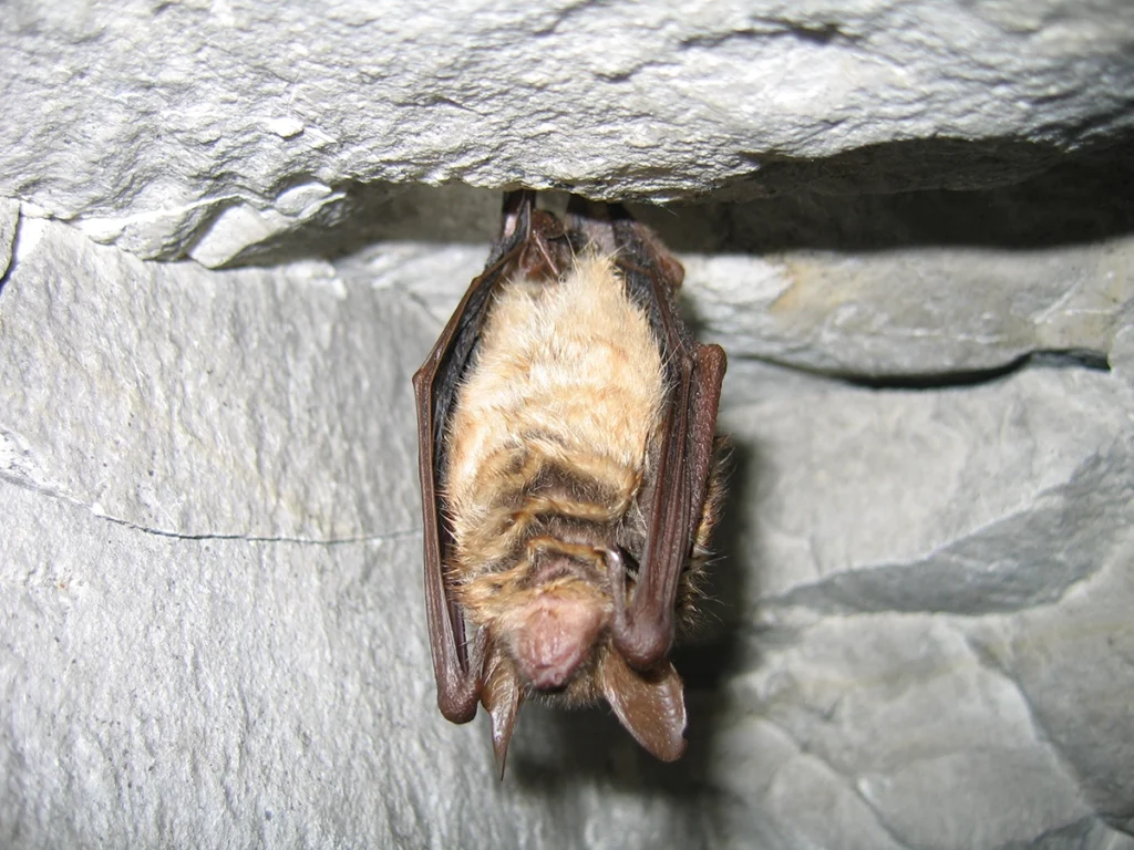 Chauve-souris Murin à oreilles échancrées