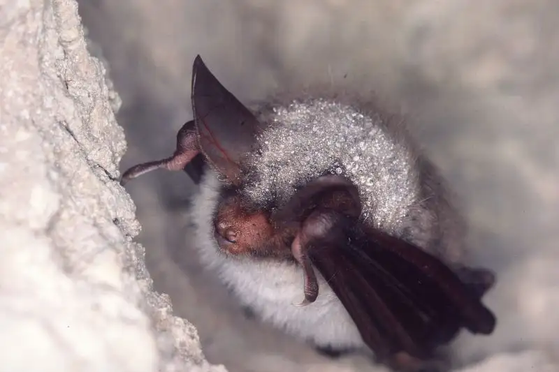 Murin de Natterer (Myotis nattereri)