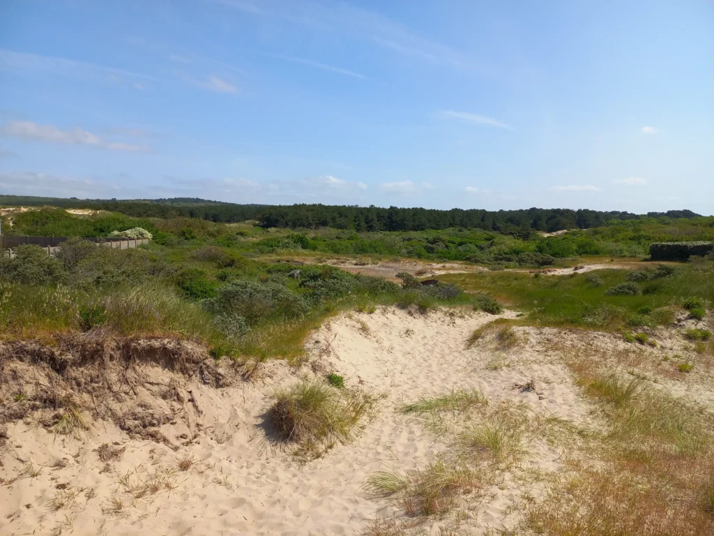 ORE Dune d'Hardelot (Pas-de-Calais)