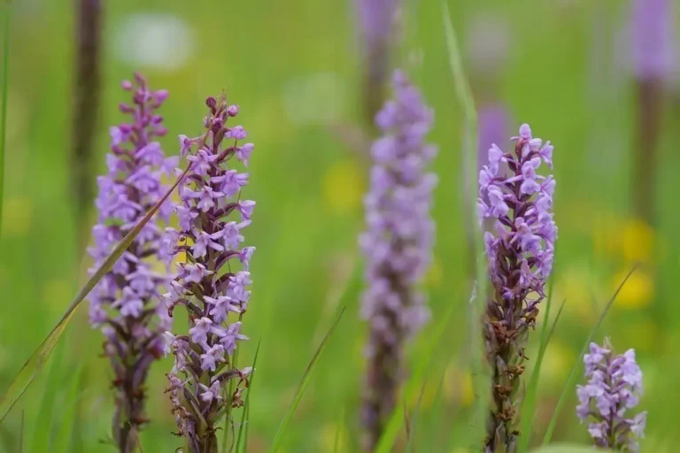 Photographie d'Orchis moucheron (Gymnadenia conopsea)