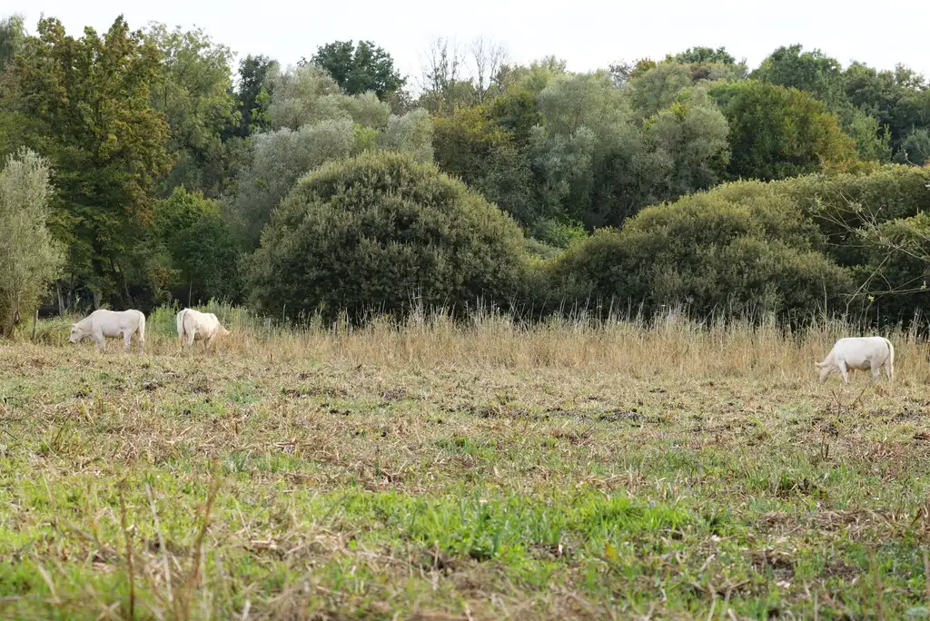 Pâturage marais de la Réserve naturelle régionale (RNR) - Pantegnies, Pont-sur-Sambre (Nord)-©F.André