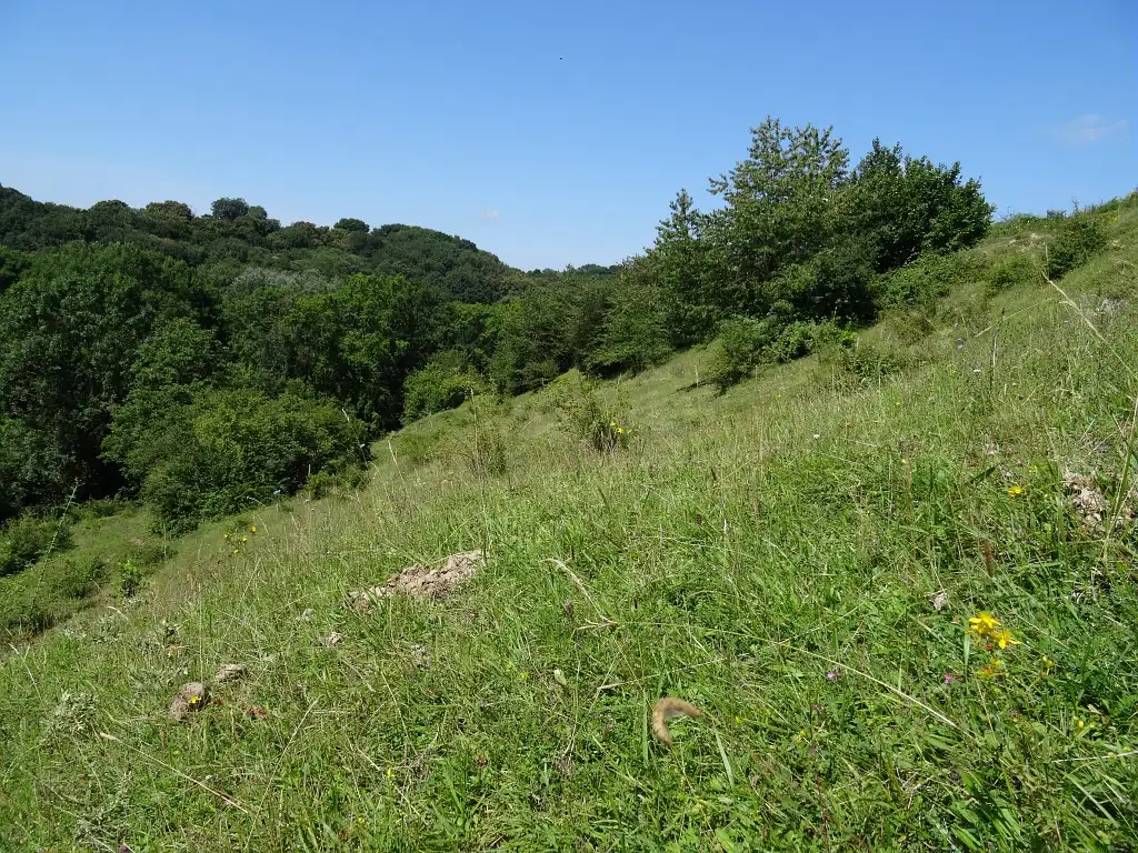 Pelouse de la Ferme de l'Arbre, Attichy (Oise)