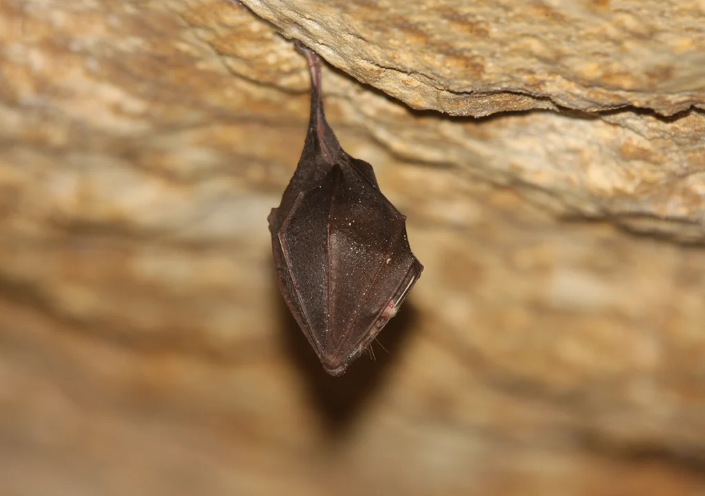 Petit Rhinolophe