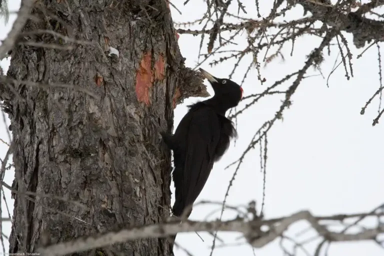 Photographie d'un Pic noir aussi appelé Dryocopus martius. Faune ; Oiseaux ; Picidés