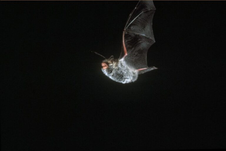 Photographie d'une chauve-souris Pipistrelle commune (Pipistrellus pipistrellus) volant dans la nuit