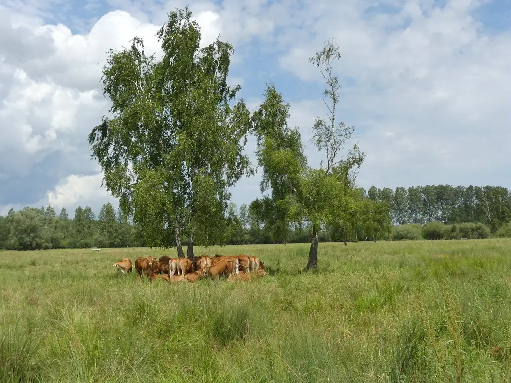 Prairies - Marais communaux de Chivres-en-Laonnois (Aisne)