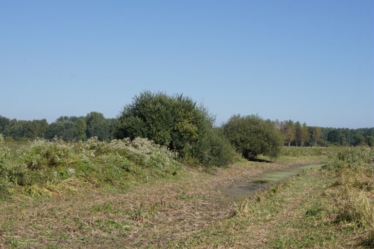 Photographie des prairies de Varesnes-Babœuf sur le site de La Grande Pièce et les Echelles dans l'Oise. Milieu naturel humide et herbacé. Zone inondable