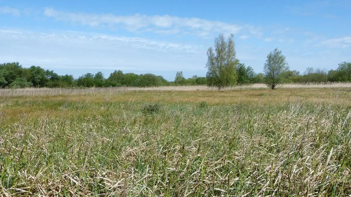 Prairies de la Ferme aux Trois Sapins (Pas-de-Calais)