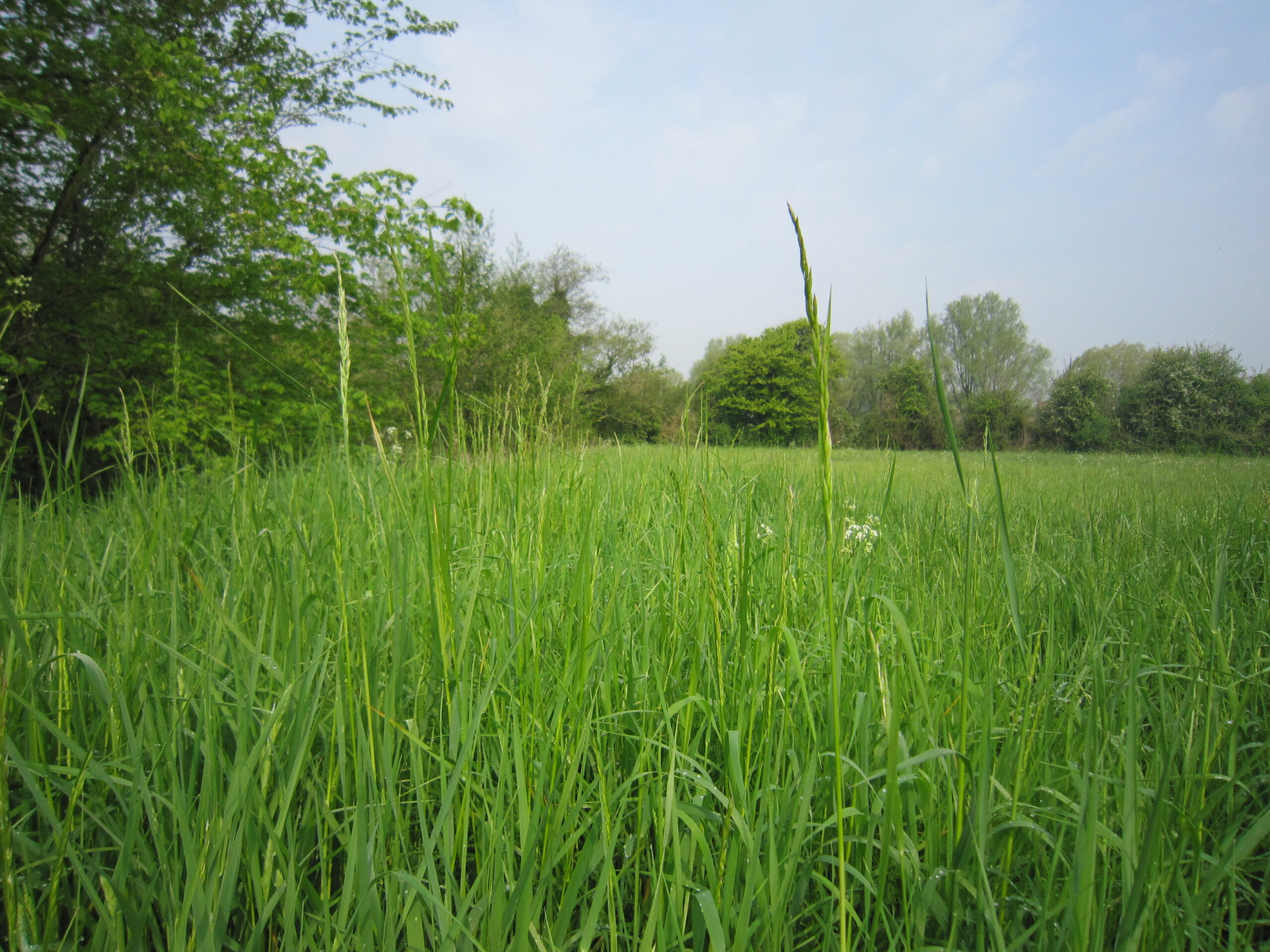 Prairies humides d'Isques (Pas-de-Calais)