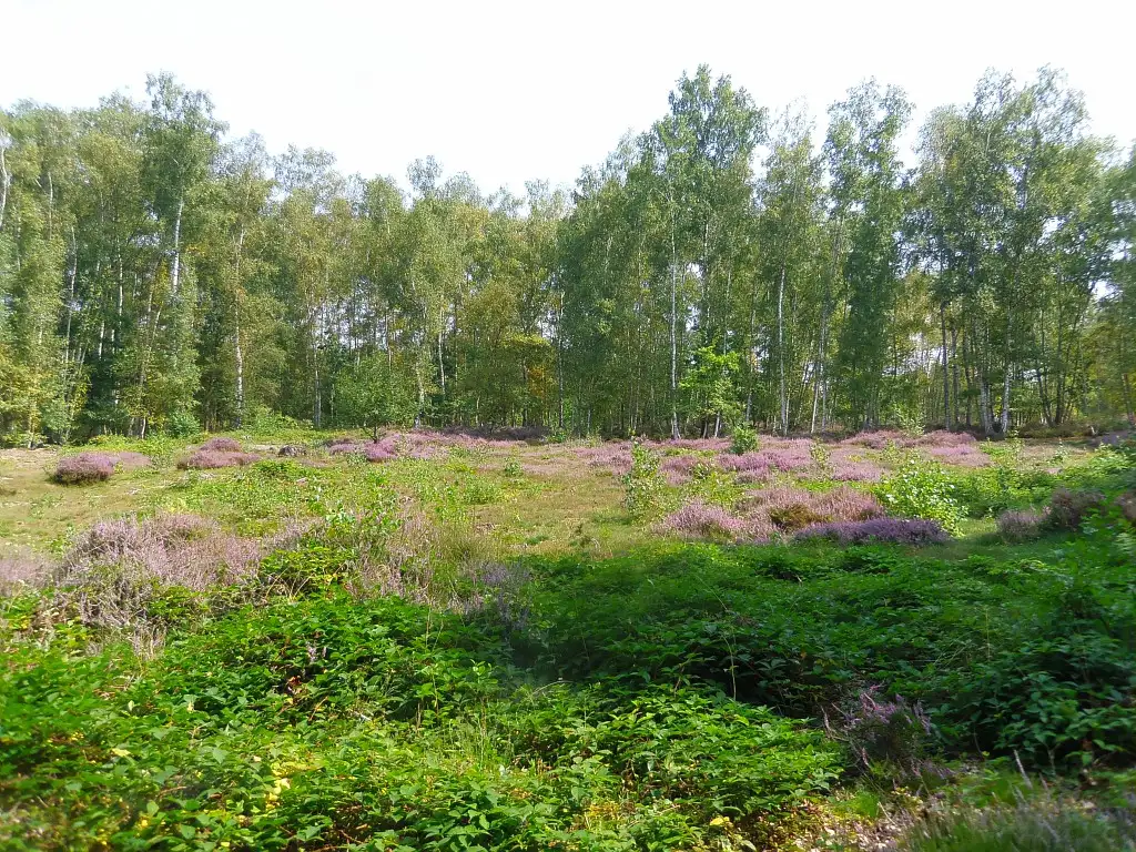 Réserve Naturelle Nationale (RNN) - Les Landes de Versigny
