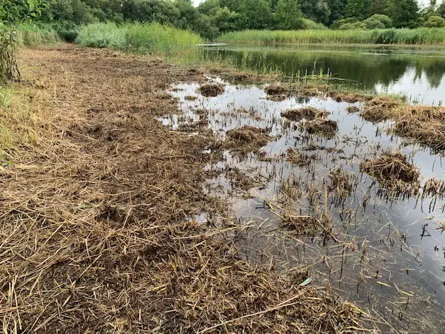 Réserve naturelle régionale (RNR) - Marais de Cambrin, Annequin, Cuinchy et Festubert (Pas-de-Calais)