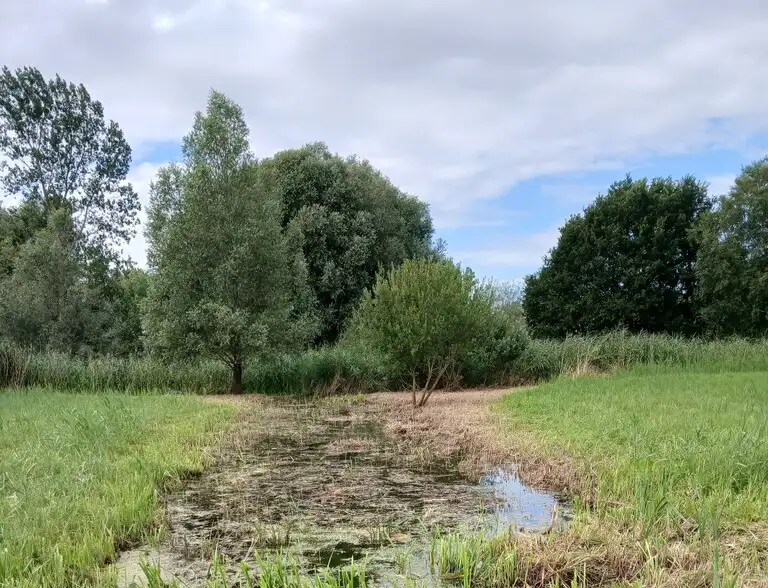 Réserve naturelle régionale (RNR) des Prairies du Schoubrouck, Noordpeene (Nord)