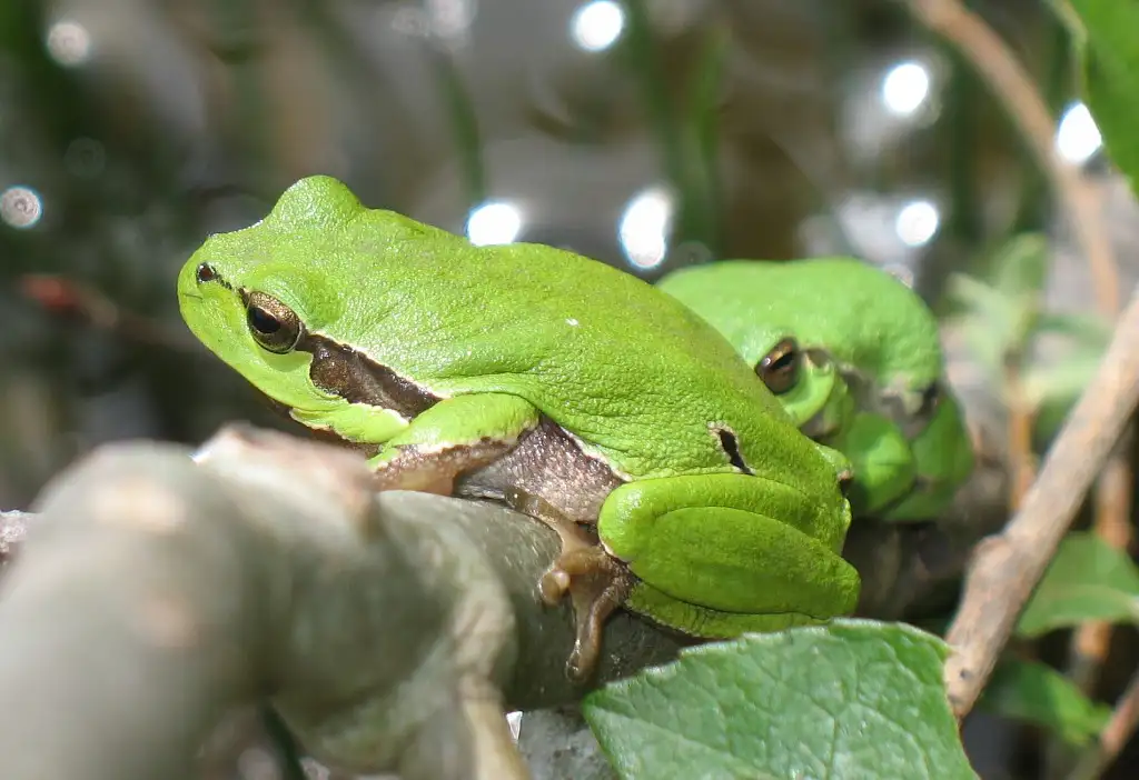 Photographie rapprochée d'une Rainette verte, ou Rainette arboricole (Hyla arborea)